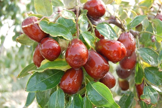 紅棗農(nóng)產(chǎn)品品牌策劃的步驟分析